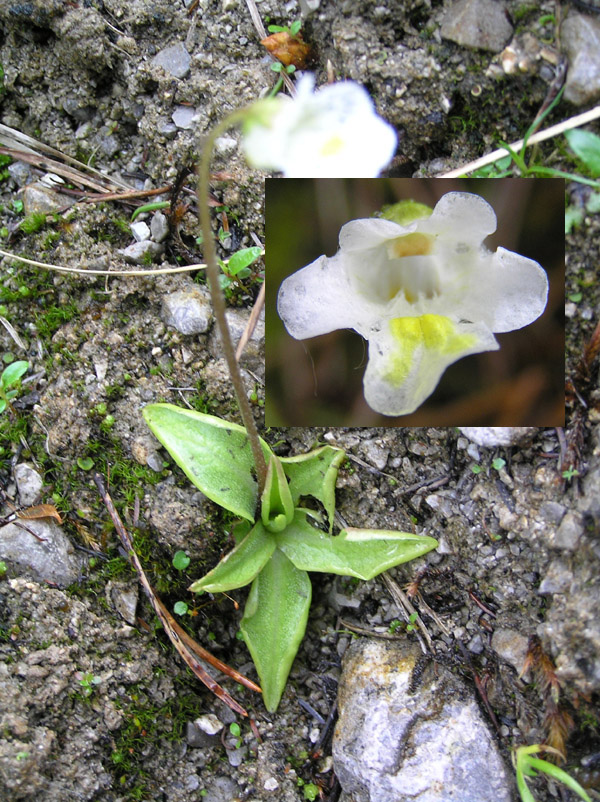 Pinguicula alpina  L. - una pianta carnivora